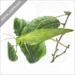 Greater Angle-Wing Katydid stock image