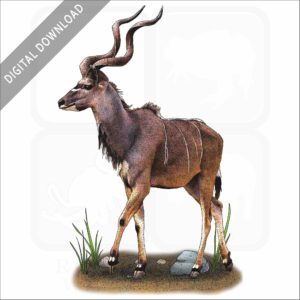Greater Kudu stock image
