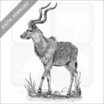 Greater Kudu