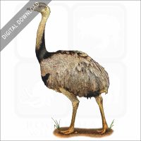 Greater Rhea stock image