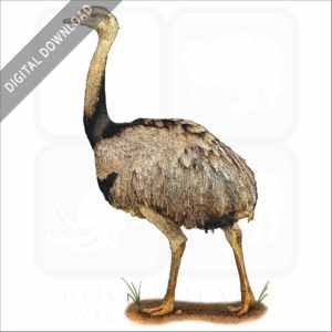 Greater Rhea stock image