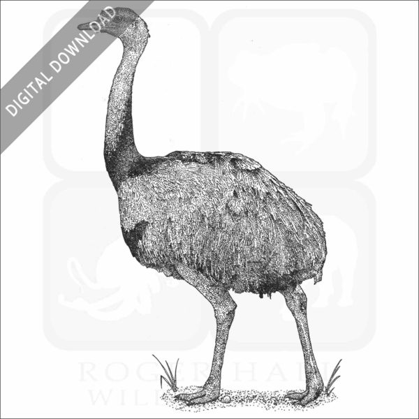 Greater Rhea