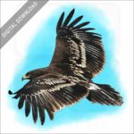 Greater Spotted Eagle Stock image