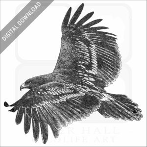 Greater Spotted Eagle