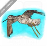 Greater Yellowlegs stock image