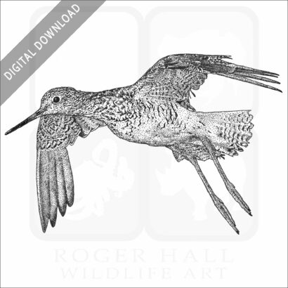 Greater Yellowlegs