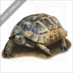 Greek Tortoise stock image