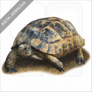 Greek Tortoise stock image