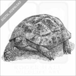 Greek Tortoise