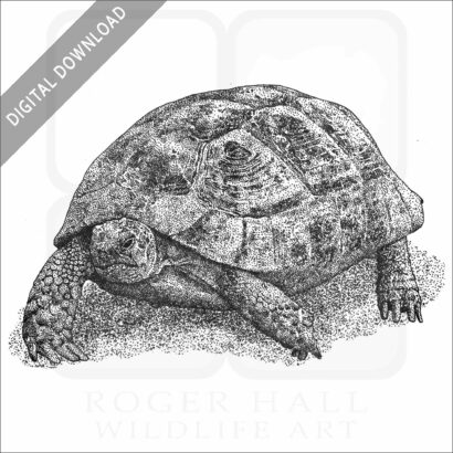 Greek Tortoise