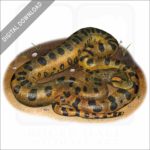 Green Anaconda stock image