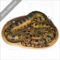 Green Anaconda stock image