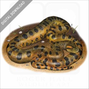 Green Anaconda stock image