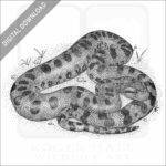 Green Anaconda