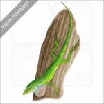 Green Anole stock image