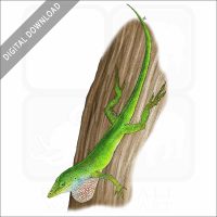 Green Anole stock image