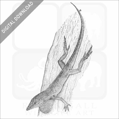 Green Anole