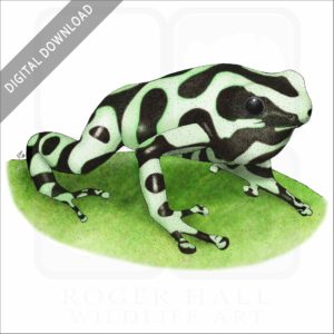 Green & Black Poison Dart Frog stock image