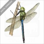 Green Darner Dragonfly stock image