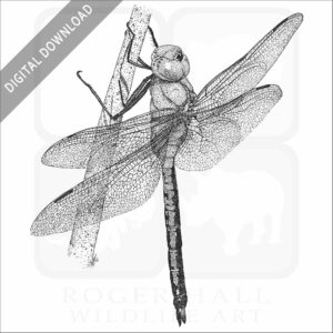 Green Darner Dragonfly