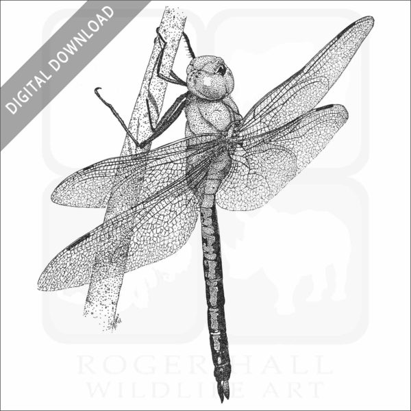 Green Darner Dragonfly