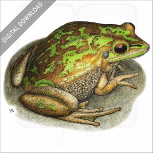 Green & Golden Bell Frog stock image