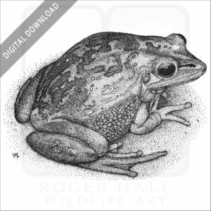 Green & Golden Bell Frog