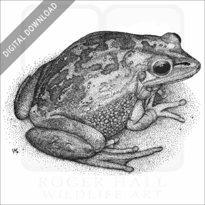 Green & Golden Bell Frog
