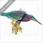 Green Heron stock image