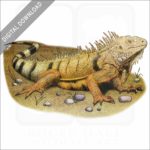 Green Iguana stock image