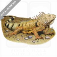 Green Iguana stock image