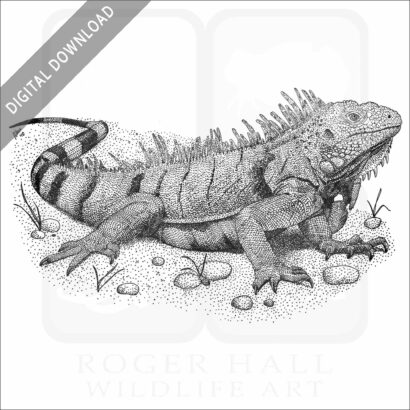 Green Iguana