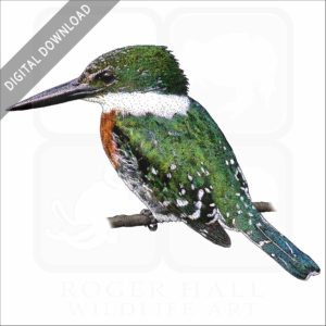 Green Kingfisher stock image