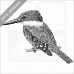 Green Kingfisher