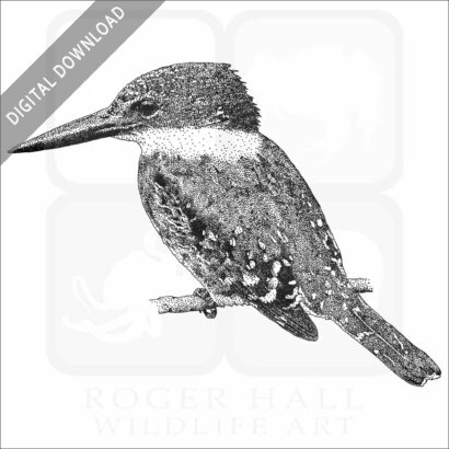 Green Kingfisher