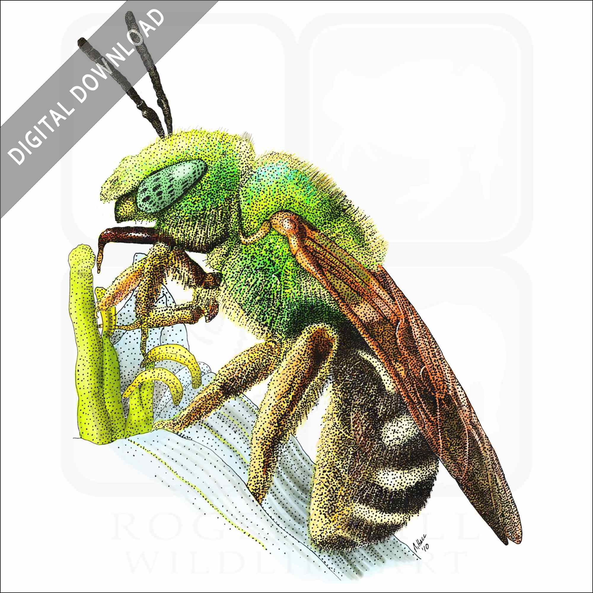 Bicolored Striped-Sweat Bee Bicolored Striped-Sweat Bee stock image