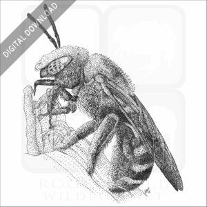 Bicolored Striped-Sweat Bee