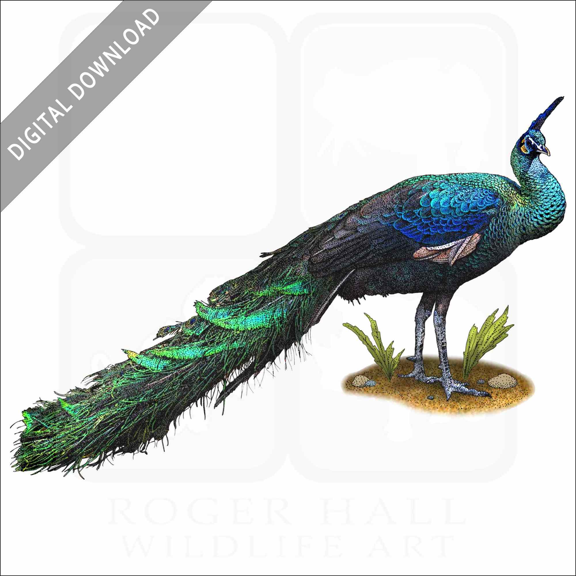 Indian Peacock Drawing