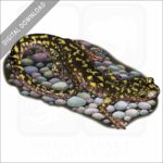 Green Salamander stock image