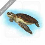 Green Sea Turtle stock image