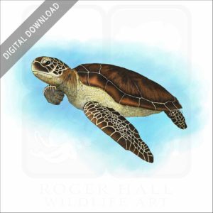 Green Sea Turtle stock image