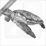 Green Sea Turtle