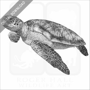 Green Sea Turtle