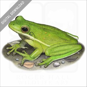 American Green Tree Frog stock image