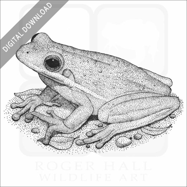 American Green Tree Frog