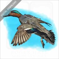 Green-Winged Teal stock image