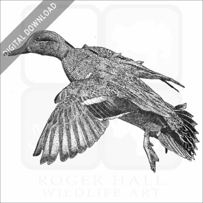Green-Winged Teal