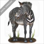 Grévy's Zebra stock image