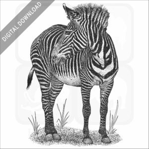 Grévy's Zebra