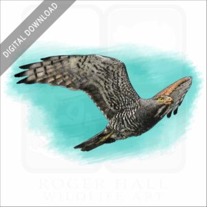 Grey-Faced Buzzard stock image